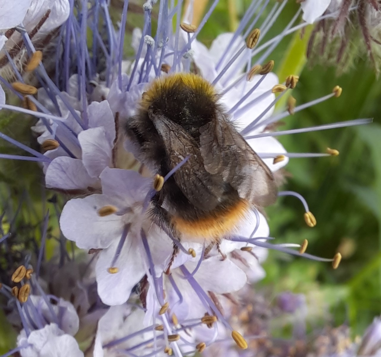 Biodiversität