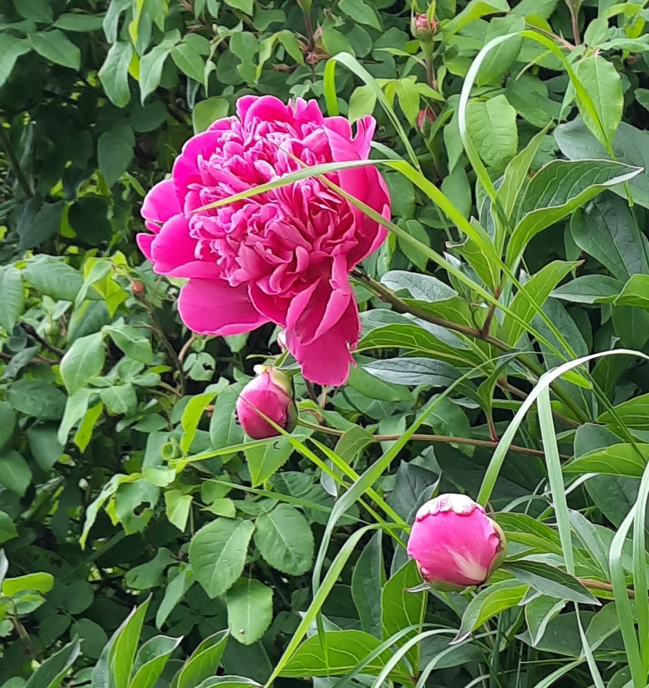Biodiversität